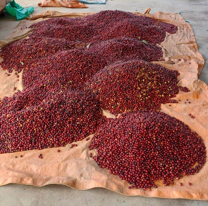 rosa aymara - bolivia