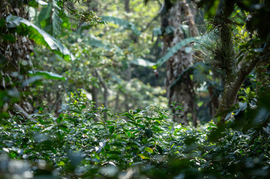 cosautlán - veracruz, méxico