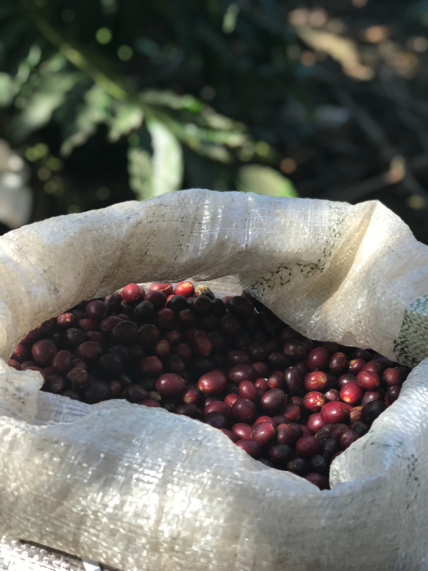 cosautlán - veracruz, méxico