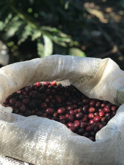 cosautlán - veracruz, méxico