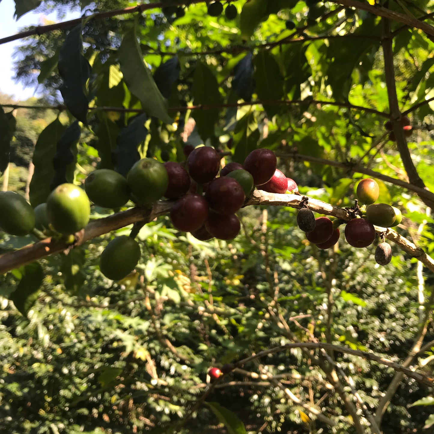 cosautlán - veracruz, méxico