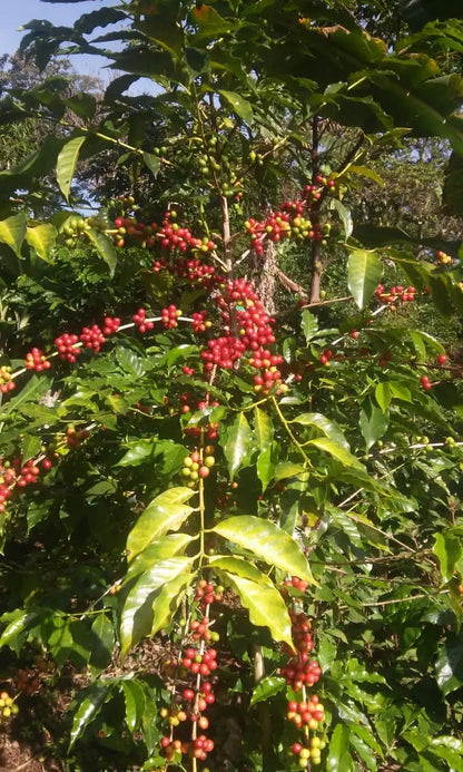 cosautlán - veracruz, méxico