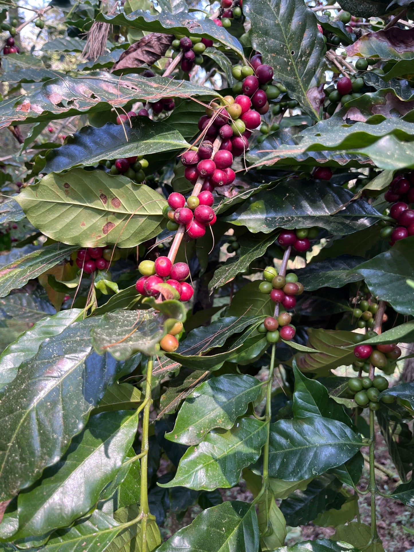 santiago atitlán - oaxaca, méxico